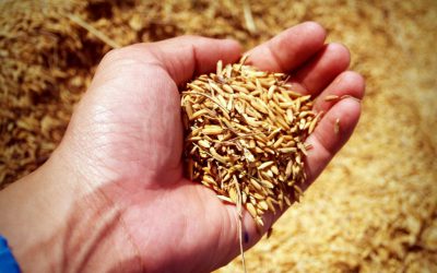 La Región de Murcia cuenta ya con más de 35.000 usuarios de fitosanitarios autorizados