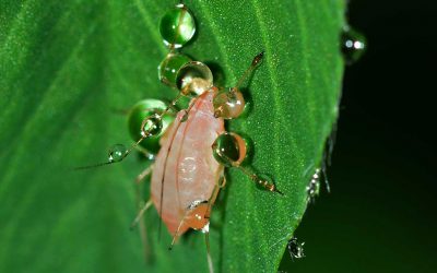 Fecoam pide el uso excepcional de acetamiprid para controlar las plagas de pulgón del apio