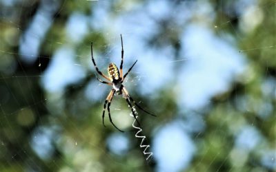 Agricultura experimenta con éxito el control biológico de la araña amarilla