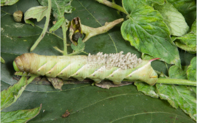 El clima nos cambia las plagas