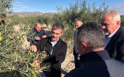 La Comunidad destina 500.000 euros para luchar contra la Xylella Fastidiosa