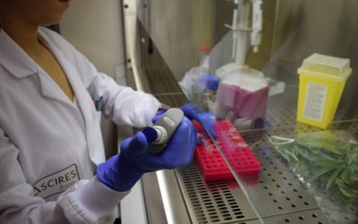 Nace el test genético más preciso para detectar la Xylella Fastidiosa