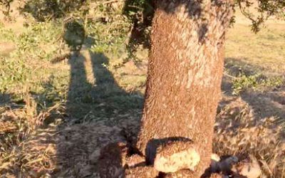 Ava-Asaja: La ola de calor obliga a los agricultores a asumir sobrecostes en riegos y tratamientos contra plagas