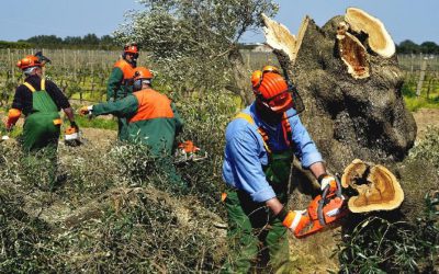 Cooperativas Agro-alimentarias de España reitera la necesidad de reforzar los controles en frontera para evitar la entrada de plagas en Europa