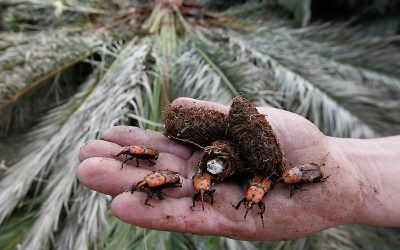 Balance de la afección de plagas en la Región de Murcia
