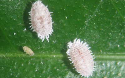 Suelta masiva de un parasitoide para combatir la plaga citrícola del Cotonet de les Valls