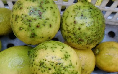 La detección de cítricos de Túnez infectados de Guignardia Citricarpa abre un nuevo escenario en la sanidad vegetal europea