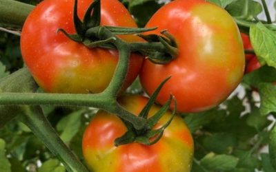 Aprobada una batería de medidas fitosanitarias para aislar el virus rugoso del tomate