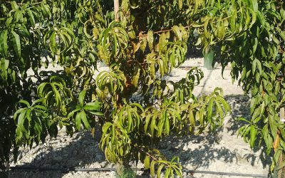 Consejo sobre la utilización de nuestra herramienta