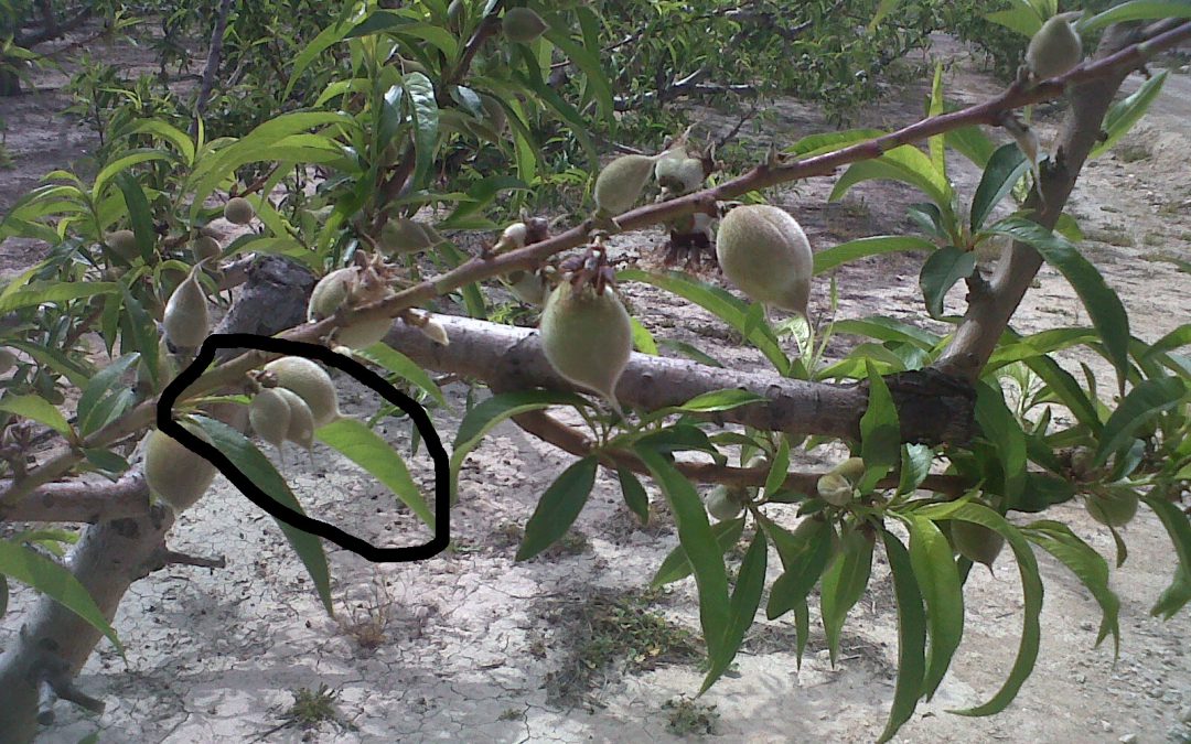 melocotones con manchas blancas